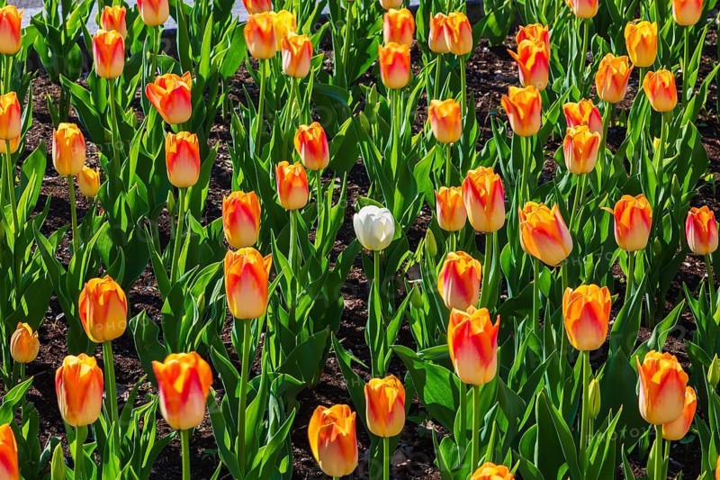 White single cup shaped Tulipa - Tulip flower in bed of single cup shaped orange and yellow Tulipa - Tulip flowers in spring, Quebec, Canada
