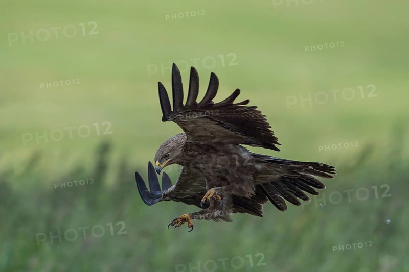 Lesser Spotted Eagle (Clanga pomarina) flying over grassland, Mecklenburg-Western Pomerania, Germany