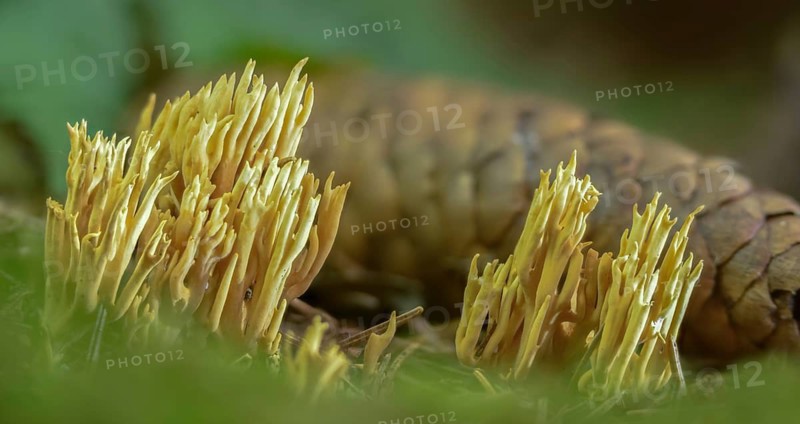 Clavaria crispula, Clavariella flaccida, fluffy spruce coral, fluffy coral, coral, non-discoloring spruce coral, Phaeoclavulina flaccida, Ramaria flaccida, fungi, fungi, mushrooms