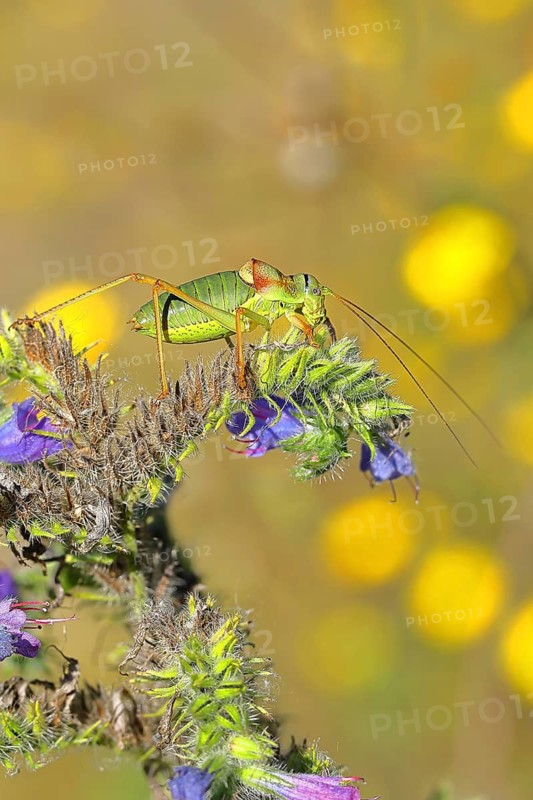 Steppe saddle grasshopper (Ephippiger ephippiger), Male, in a vineyard, on Viper's bugloss (Echium vulgare), with bokeh in the background, leaf-feeding grasshoppers, long-horned grasshoppers, Germany's Red List, specially protected species, critically endangered, Cochem, Moselle, Rhineland-Palatinate, Germany