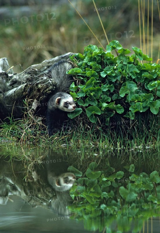 Carnivora, polecat, mustela putorius, polecat, predators, high size, portrait format, mammals, mirror, raptors, mirror image, mammals