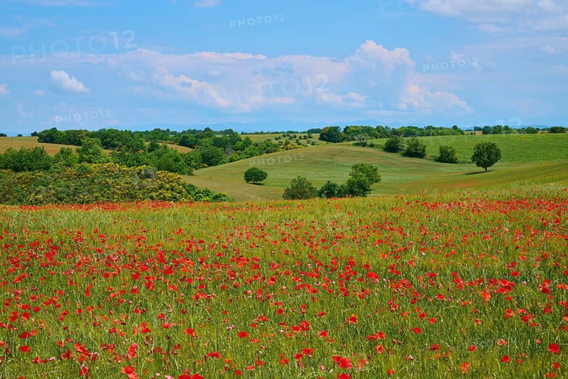 Flower meadow with poppies (Papaver), in the background trees, green fields and a slightly overcast sky, summer, Valensole, Alpes-de-Haute-Provence, Provence-Alpes-Cote d'Azur, France