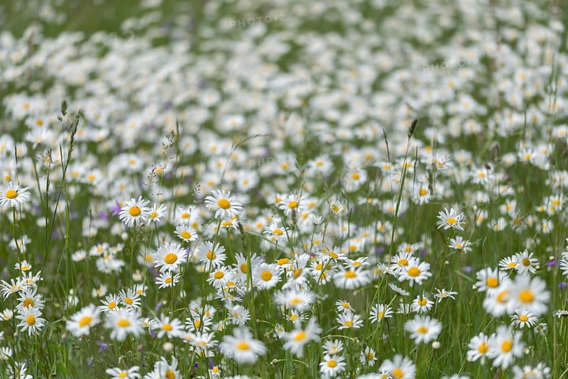 Asteraceae, daisy, leucanthemum vulgare, daisy, flower meadow, blooming meadow, dog daisy, flora, smooth oat meadow, landscape, marguerite, meadow, natural meadow, oxeye daisy, plants, meadow, wildflower meadow