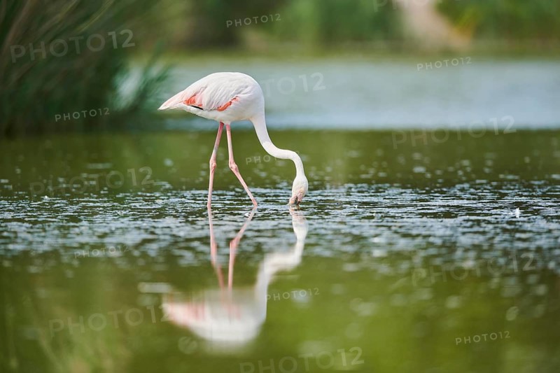 Greater Flamingo (Phoenicopterus roseus) walking in the water, Parc Naturel Regional de Camargue, France