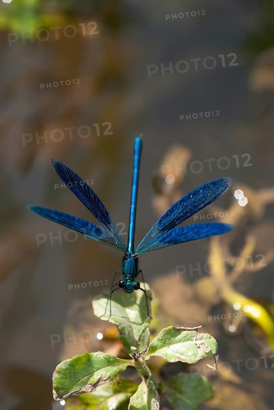 Banded demoiselle, calopteryx splendens, banded dragonfly, Bulgaria, damselflies, dragonflies, high size, portrait format, insects, leo, dragonflies, male, odonata, zygoptera