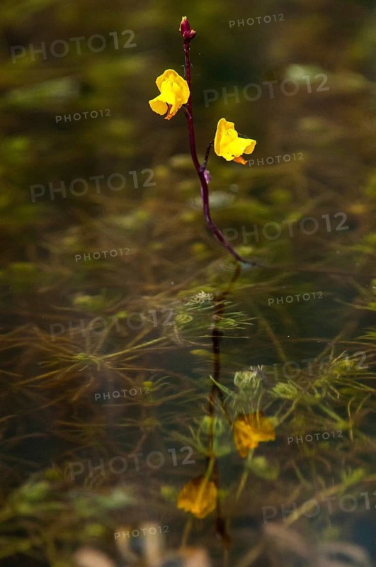 Fatweed plants, large water hose, large bladderwort, lentibulariaceae, southern water hose, utricularia australis, misunderstood water hose, flora, high size, vertical format, plants, water hose