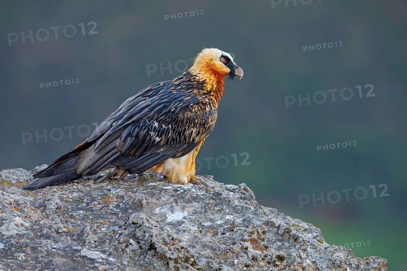 Bearded vulture, bearded vulture (Gypaetus barbatus), Gypaetus barbatus meridionalis, Giant's Castle Hide, Imbabazane Local Municipality, KwaZulu-Natal, South Africa