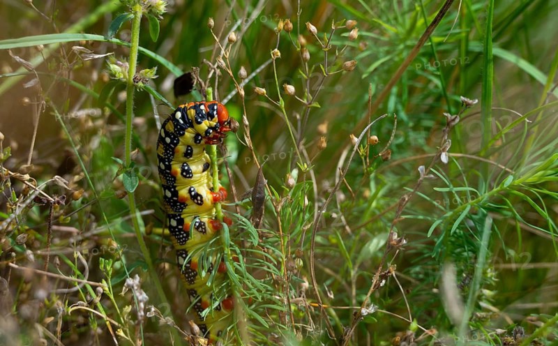 Sparrow hawk moth, caterpillar, grass, Lower Austria