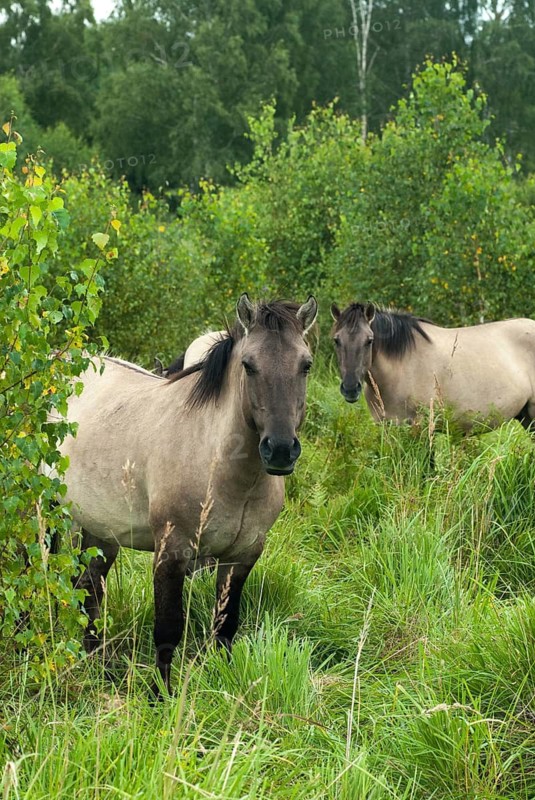 Am Swordstein, Equus Caballus sspec., Germany, odd-toed ungulates, perissodactyla, Tautenhain, Thuringia, habitat care, domesticated animals, pet, high size, portrait format, horses, landscape preservation, landscape conservation, mammals, horses, mammals, impairhoofs