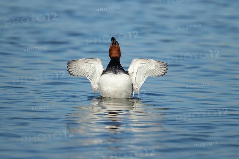 Common pochard (Aythya ferina) adult male duck stretching its wings on a lake, England, United Kingdom