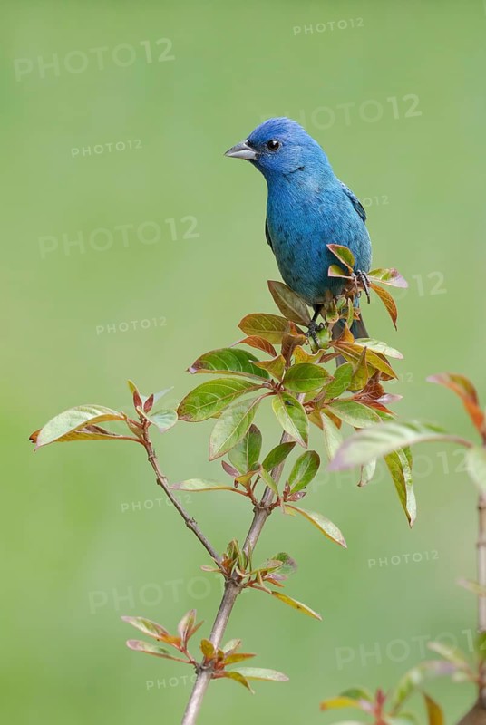 Indigo Bunting (Passerina cyanea) male perched on a branch, Texas, USA