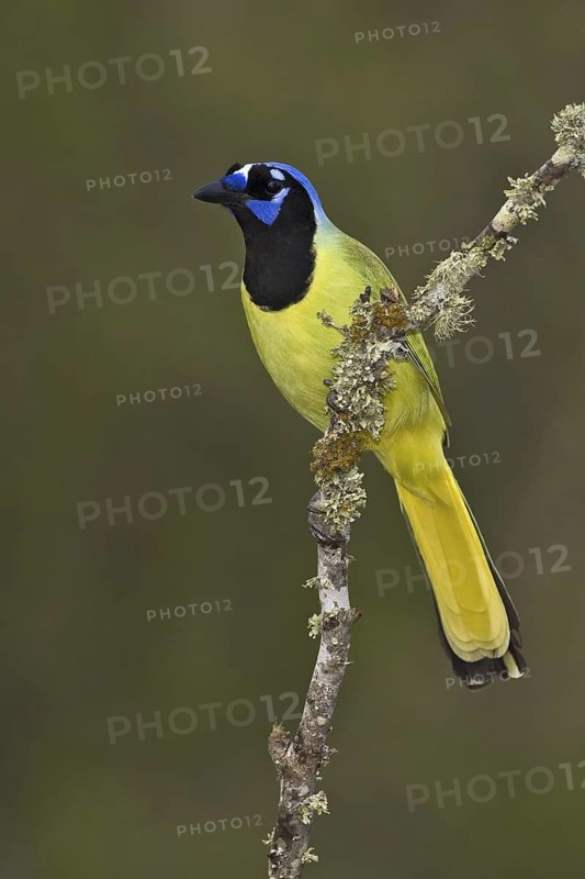 Green Jay (Cyanocorax luxuosus), Texas, USA