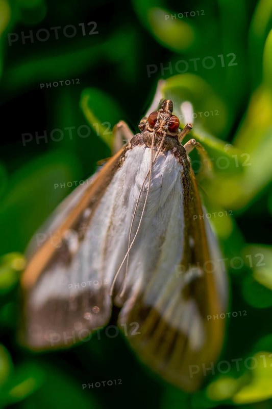 Box tree moth, boxwood moth, boxwood moth, cydalima perspectalis, moth, high size, portrait format, insects, moths, butterflies