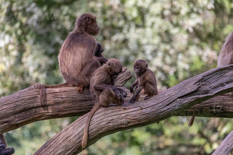 One female Gelada (Theropithecus gelada), or bleeding-heart monkey sitting on a log grooming her baby. Two babies playing in front. A green forest in the background