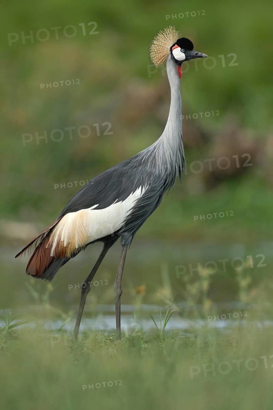 Grey Crowned Crane (Balearica regulorum), Uganda