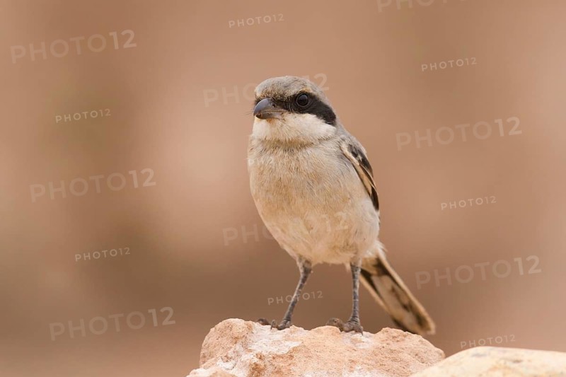 Southern Grey Shrike (Lanius meridionalis), Morocco