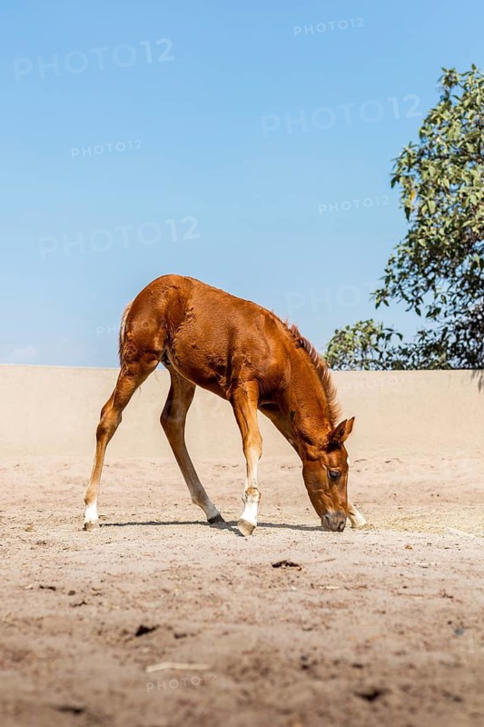 A young foal grazes peacefully on sandy ground under a clear blue sky. The scene captures the innocence and serenity of the foal as it explores its surroundings