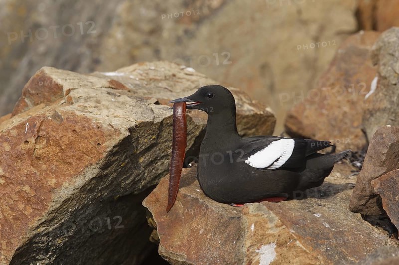 Black Guillemot (Cepphus grylle) perched on a rock, Iceland