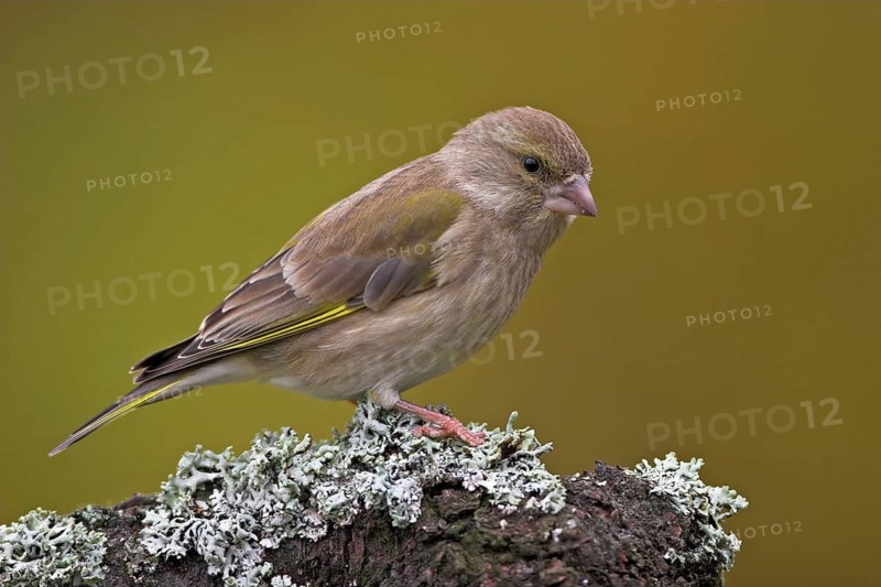 Greenfinch, Greenfinch, European Greenfinch, Western Greenfinch, Carduelis chloris, (Chloris chloris), Battenberg, Hockenheim, Baden-Württemberg, Germany