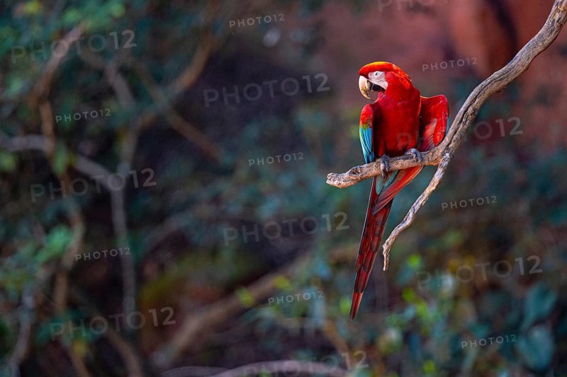 Red-and-green macaw (Ara chloropterus) Buraco das Araras Brazil
