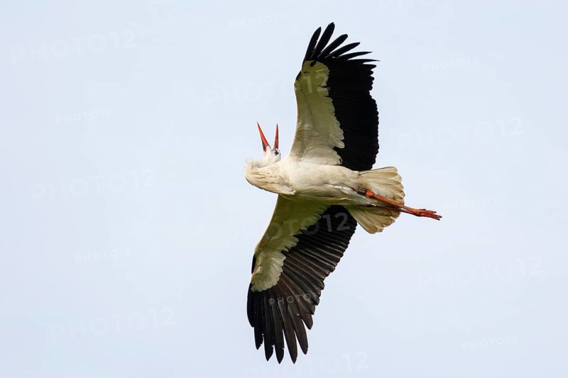 White Stork (Ciconia ciconia) flying, North Rhine-Westphalia, Germany