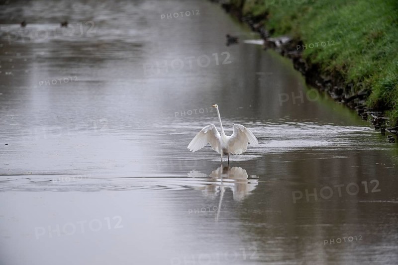 Great White Egret (Ardea alba), Emsland, Lower Saxony, Germany