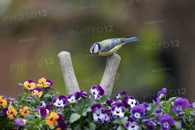 Blue tit (Cyanistes Caeruleus) adult garden bird on a pair of shears handle in a plant pot with pansy and viola flowers in spring, Suffolk, England, United Kingdom