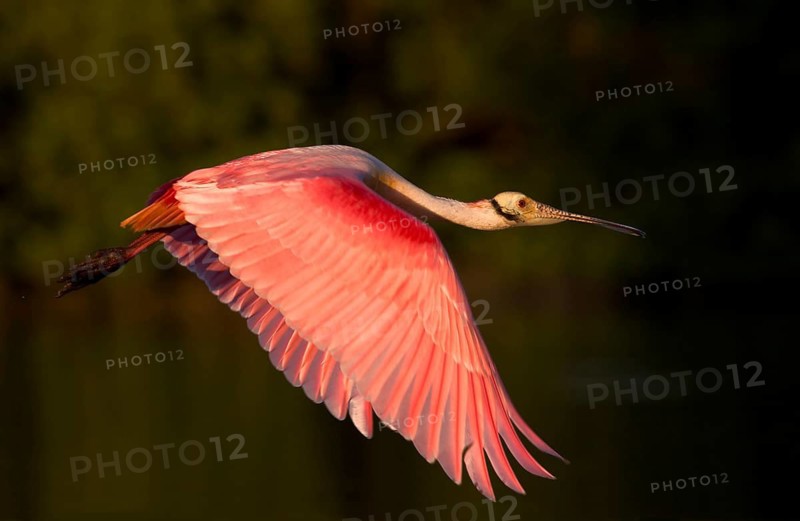 Animals Birds Aerial photograph of a roseate spoonbill (Ajaia ajaia), Florida