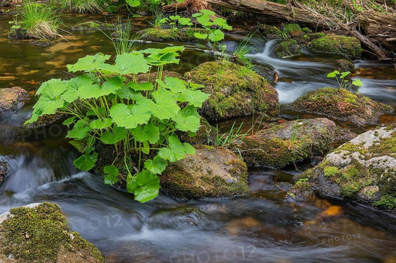 Kleine Ohe creek below Waldhaeuser village in the Bavarian Forest Nationalpark. Flowing water, little cascades, mossy stones and fresh green vegetation
