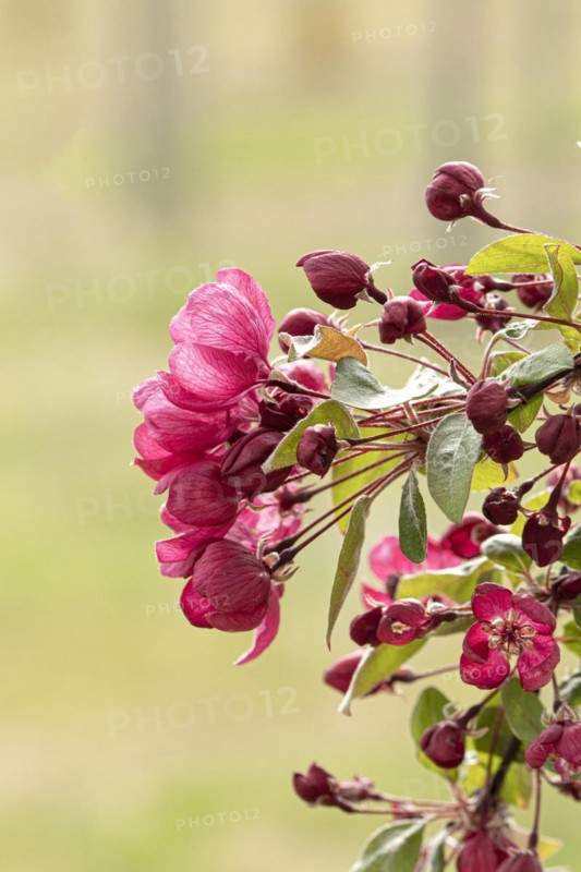 Ornamental apple (Malus 'Indian Magic'), Anchers Havecenter, Ditfurt, Saxony-Anhalt, Germany