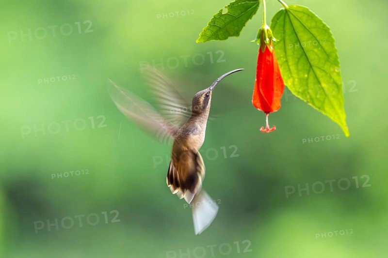 Long-billed Shadow Hummingbird (Phaethornis longirostris), Hummingbird (Trochilidae), Swiftbirds (Apodiformes), Laguna del Lagarto Lodge, Alajuela, Costa Rica