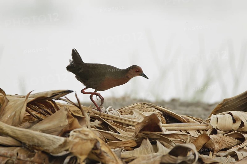 Ruddy-breasted Crake (Porzana fusca), Bangkok, Thailand