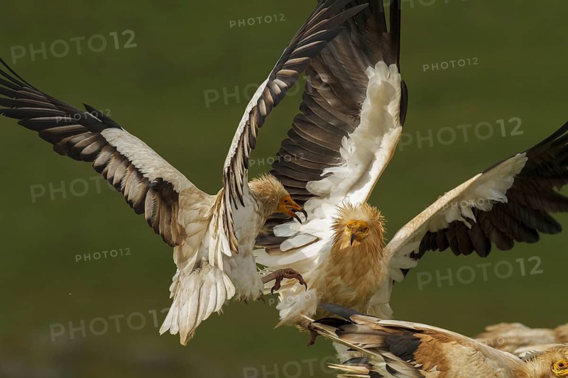 Egyptian Vulture (Neophron percnopterus), Castile-La Mancha, Spain