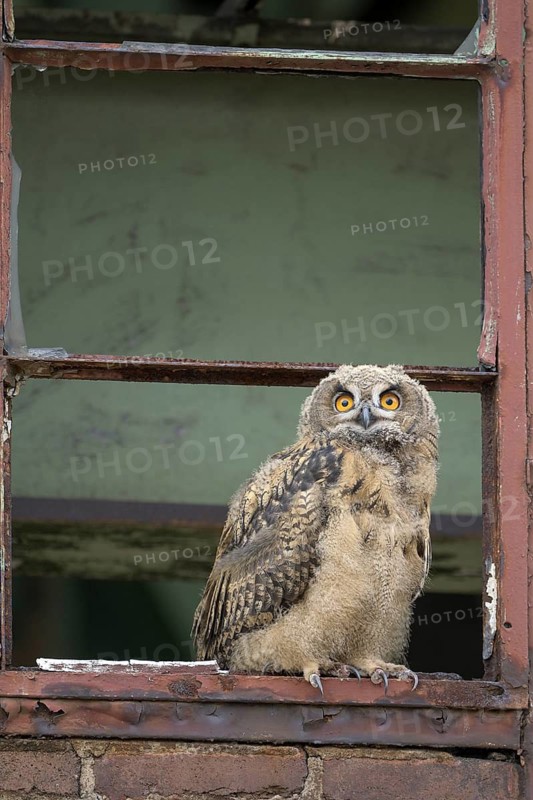 Eurasian eagle-owl (Bubo bubo), fledged young bird, in an old window frame, industrial building, Ewald colliery, Herten, Ruhr area, North Rhine-Westphalia, Germany