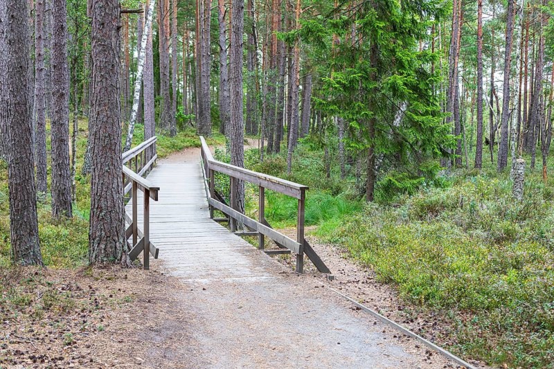 Forest trail in Store Mosse National Park, Jönköpings län, Sweden