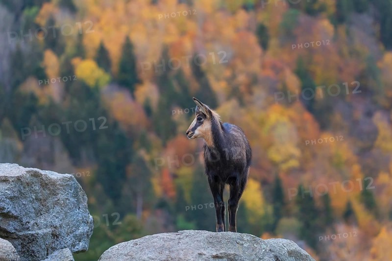 One Chamois (Rupicapra rupicapra) stands on a rock. A forest in fall foliage is in the background