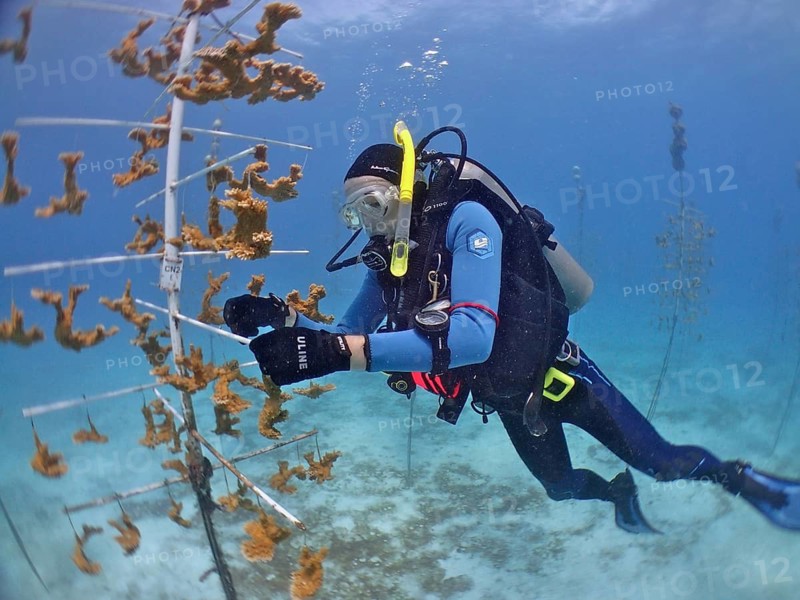 Coral cultivation. A diver works on coral plants underwater in the ocean. The aim is to grow corals that can withstand the higher water temperatures. Dive site Nursery, Tavernier, Florida Keys, Florida, USA