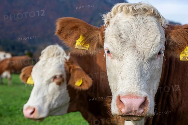 Cows (Simmental Fleckvieh) on the pasture in Tyrol