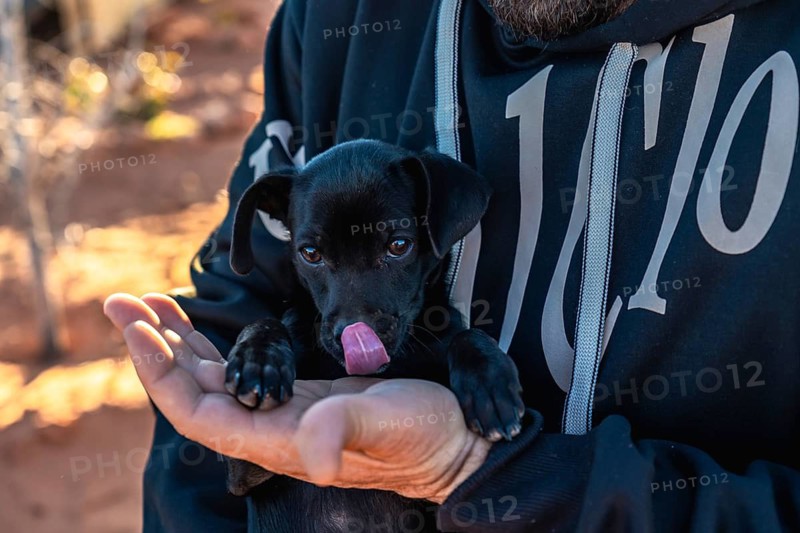 Black puppy licking a person's hand while being held close, basking in warm morning light in a desert landscape, conveying trust, affection and joyful bonding