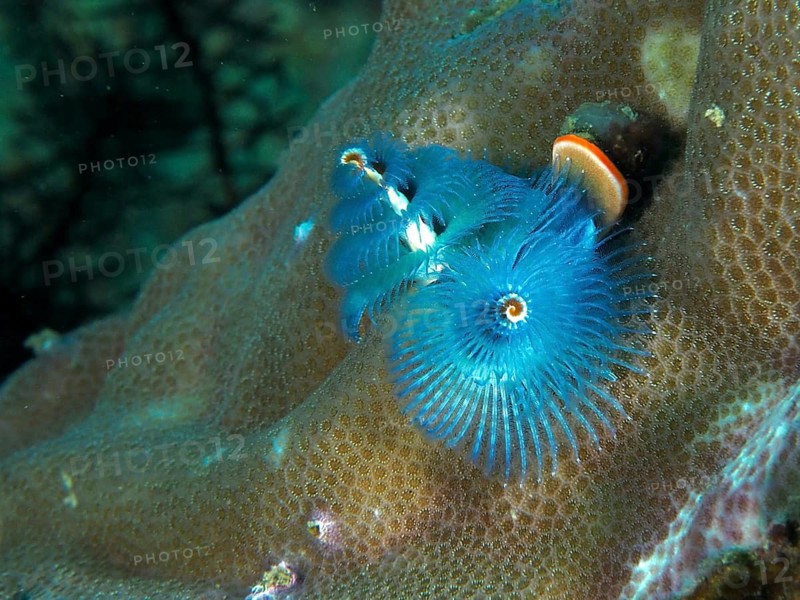 Blue spiral Indo-Pacific Christmas tree worm (Spirobranchus corniculatus) on coral reef, dive site Gondol Reef, Gondol, Bali, Indonesia