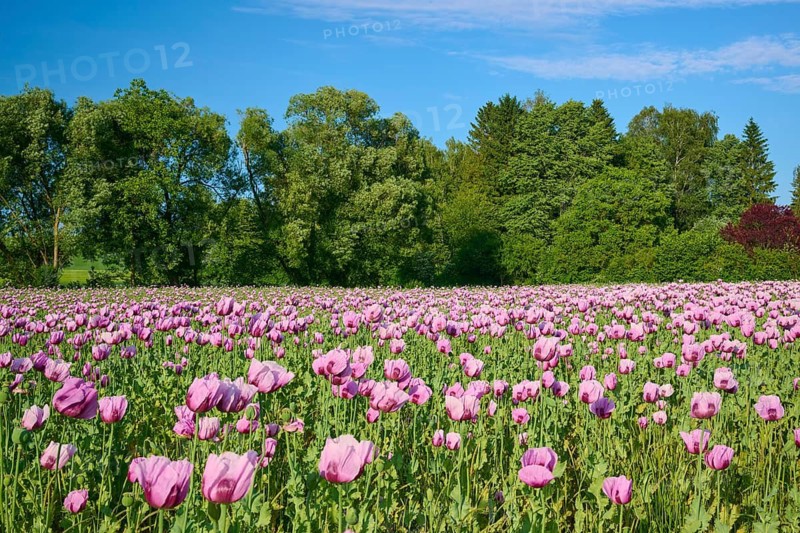 A vast field of pink poppies, set against a backdrop of dense green trees beneath a blue sky, opium poppies (Papaver somniferum), Zellingen, Main-Franconia, Lower Franconia, Bavaria, Germany