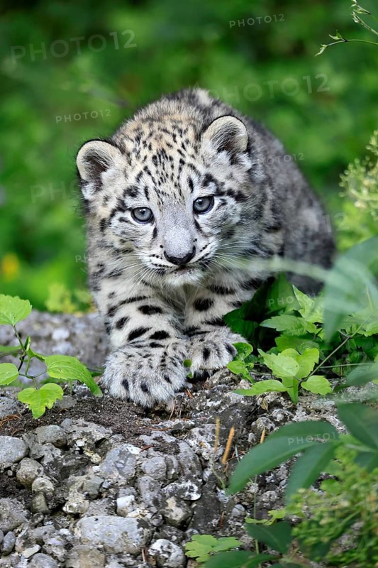 Snow leopard (Uncia uncia), young, sitting on rocks, alert, curious, endangered species, captive
