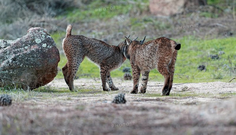 Lynx pardinus, old lynx marking its territory, An dalusia, Spain