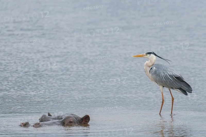 Grey Heron (Ardea cinerea), Kruger National Park, South Africa