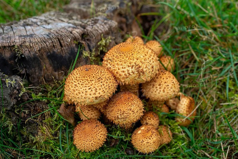 Dryophila squarrosa, Pholiota squarrosa, Pholiota verruculosa, cubs, sparse squeaks, strophariaceae, triplet relatives, fungi, fungi, Scaly pholiota, shaggy scalycap