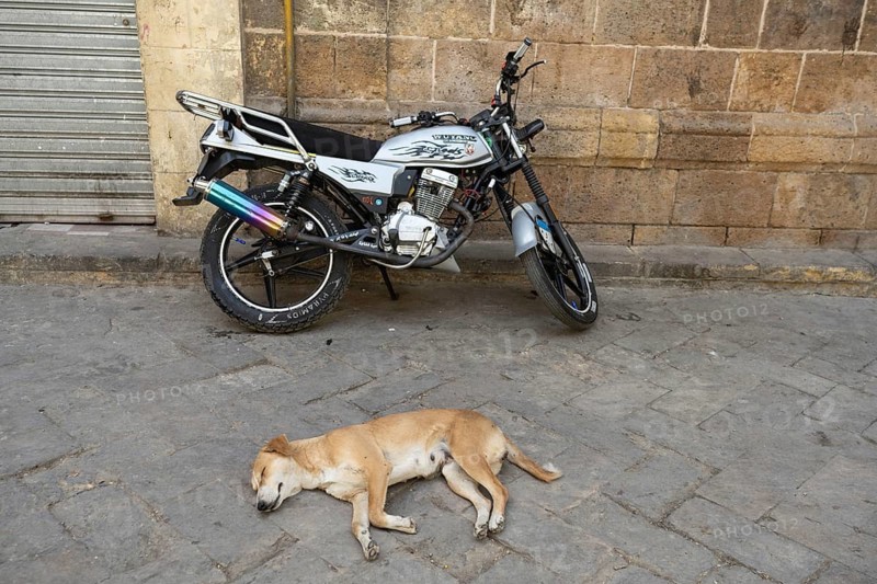 Cairo, Egypt. April 3rd 2025. A typical stray Egyptian street dog sleeps in a Cairo street beside a parked motorcycle, Egypt