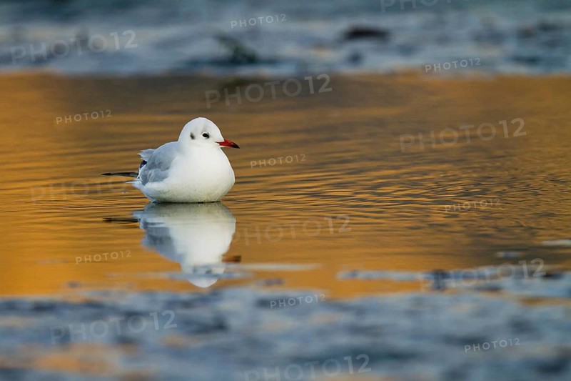 Black-headed Gull (Chroicocephalus ridibundus), Madrid, Spain