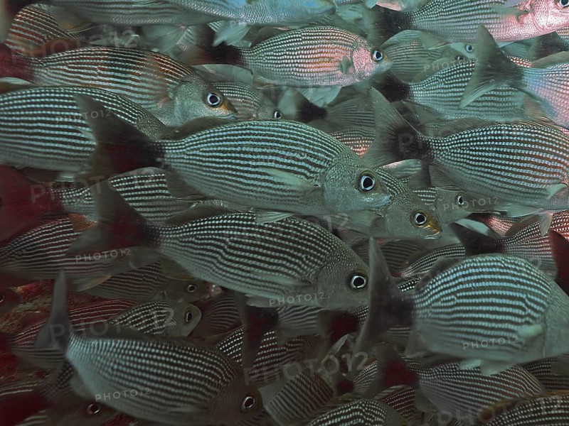 Fish with striking line patterns, the black-spotted grunter (Haemulon maculicauda), swimming in dark waters at the Cano Island dive site, Uvita, Costa Rica, Pacific Ocean, Central America