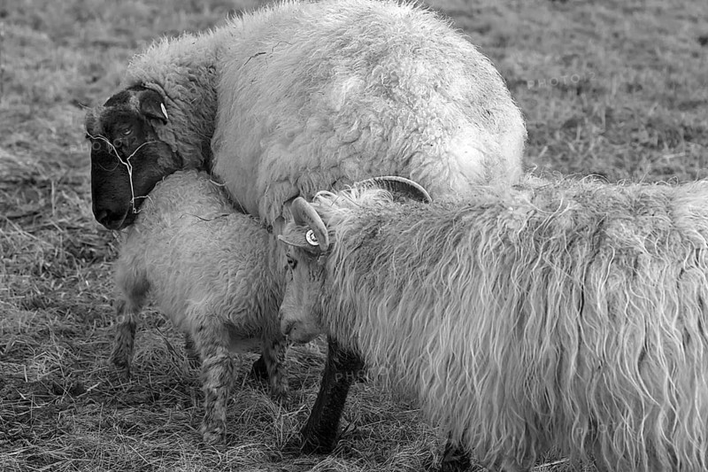 Sheep, Moorschnucken (Ovis aries) with lamb on the pasture, black and white, Mecklenburg-Vorpommern, Germany