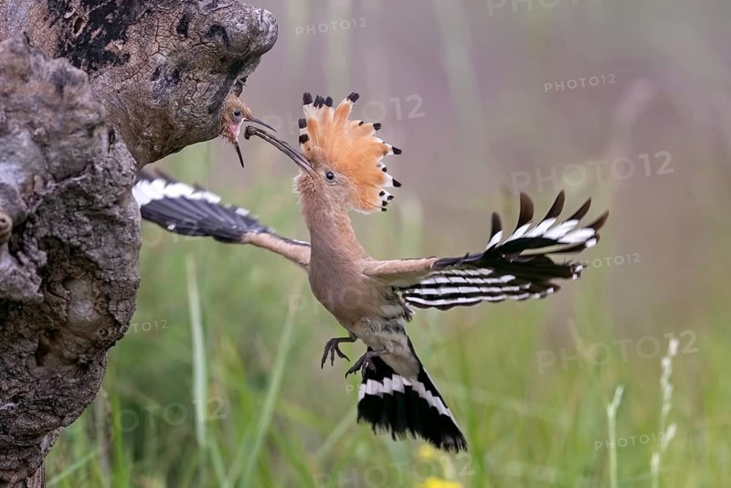 Eurasian Hoopoe (Upupa epops) feeding juveniles in breeding cavity, Serbia